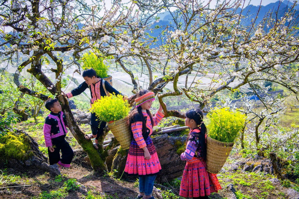 MỘC CHÂU CÓ GÌ CHƠI NGOÀI CHECK-IN SỐNG ẢO? TRẢI NGHIỆM THÚ VỊ KHI DU LỊCH MIỀN BẮC