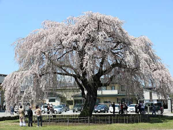 cay-hoa-anh-dao-shidare-Zakura-dia-diem-ngam-hoa-anh-dao-nhat-ban-worldtrip