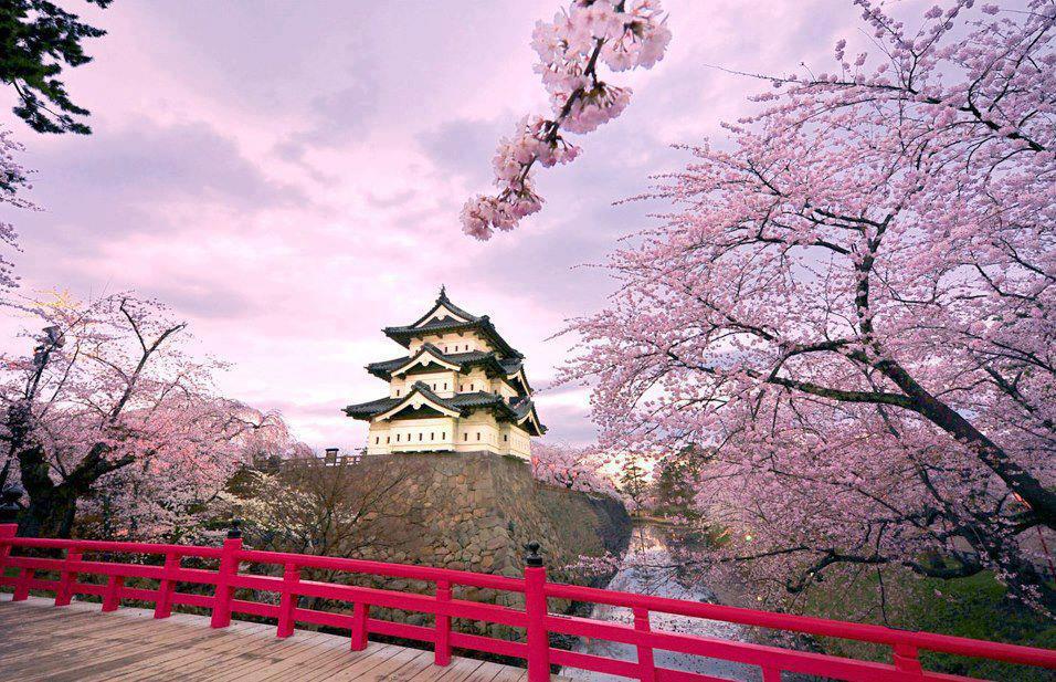 dia-diem-ngam-hoa-anh-dao-nhat-ban-worldtrip